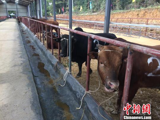 黄牛“选美选手”　陈剑　摄