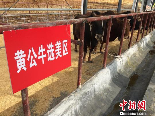 黄牛“选美”现场　陈剑　摄