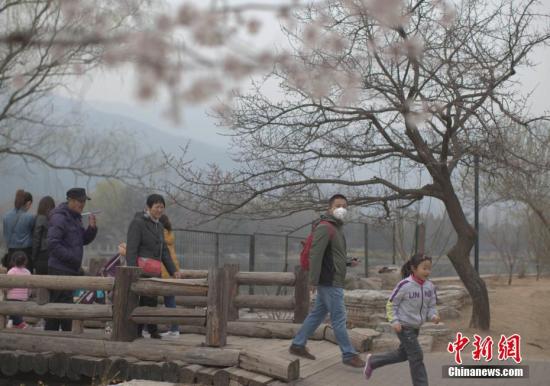 资料图：北京市民雾霾天赏春花。 中新社记者 刘关关 摄